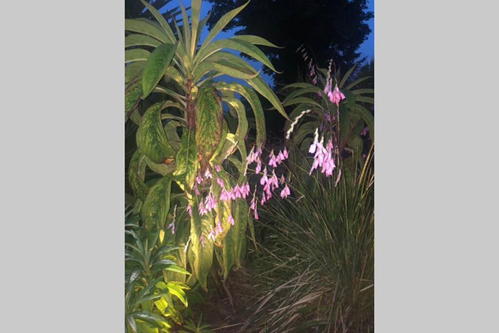 Whitehead The Pink Cottage Upstairs Suite & Garden Summer Room מראה חיצוני תמונה